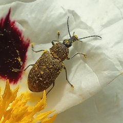 Mycterus curculioides