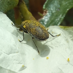 Mycterus curculioides