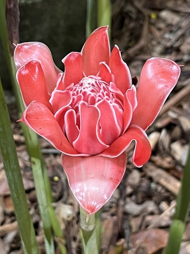 Etlingera elatior image