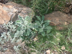 Berkheya heterophylla
