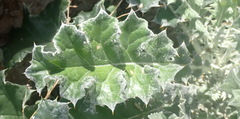 Berkheya heterophylla