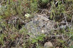 Perideridia bolanderi