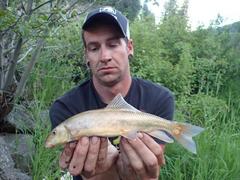 Catostomus columbianus