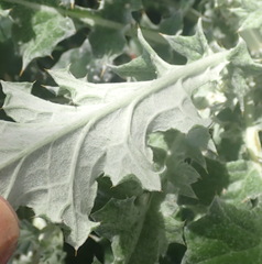Berkheya heterophylla