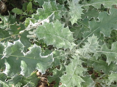 Berkheya heterophylla