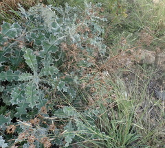 Berkheya heterophylla