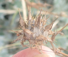 Berkheya heterophylla