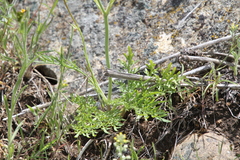 Perideridia bolanderi