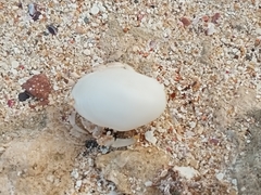 Coenobita scaevola