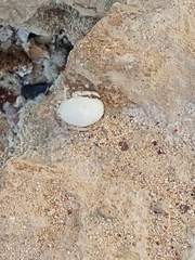 Coenobita scaevola