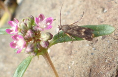 Gisekia pharnaceoides