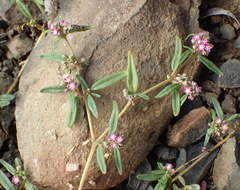 Gisekia pharnaceoides