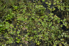 Nymphoides aquatica