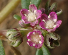 Gisekia pharnaceoides