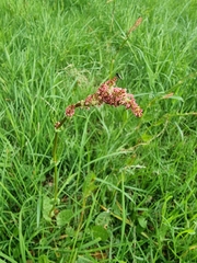 Rumex acetosa