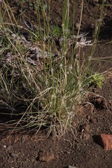 Stipagrostis ciliata capensis