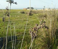 Juncus maritimus