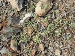 Gisekia pharnaceoides