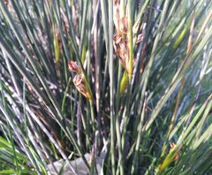 Juncus maritimus