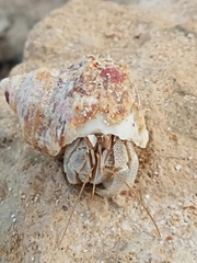 Coenobita scaevola