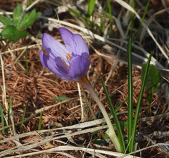 Crocus versicolor