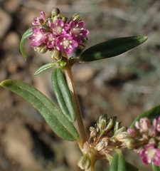 Gisekia pharnaceoides