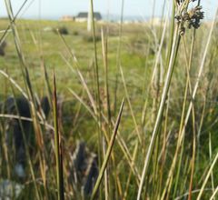 Juncus maritimus