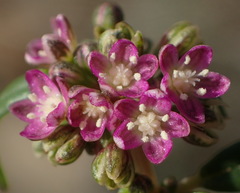 Gisekia pharnaceoides