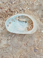 Haliotis tuberculata