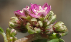 Gisekia pharnaceoides