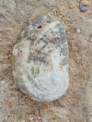 Haliotis tuberculata