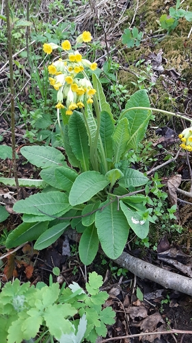 Pavasarinė raktažolė