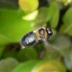 Xylocopa virginica krombeini