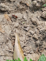 Pseudomethoca sanbornii