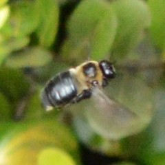 Xylocopa virginica krombeini