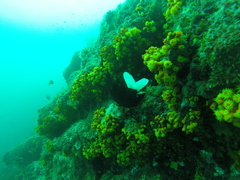 Atlantia caboverdiana