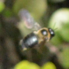 Xylocopa virginica krombeini