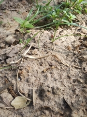 Pseudomethoca sanbornii