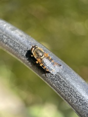 Odontomyia ornata