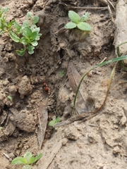 Pseudomethoca sanbornii