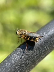 Odontomyia ornata
