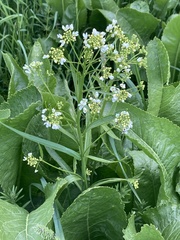 Armoracia rusticana