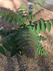 Ailanthus altissima