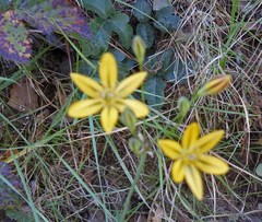 Triteleia ixioides ixioides
