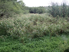 Persicaria lapathifolia lapathifolia