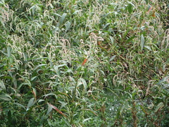 Persicaria lapathifolia lapathifolia