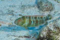 Xyrichtys splendens