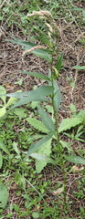 Persicaria lapathifolia lapathifolia