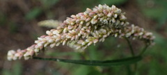 Persicaria lapathifolia lapathifolia
