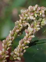 Persicaria lapathifolia lapathifolia